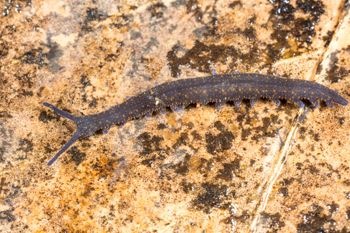 Media type: image;   Invertebrate Zoology 144608